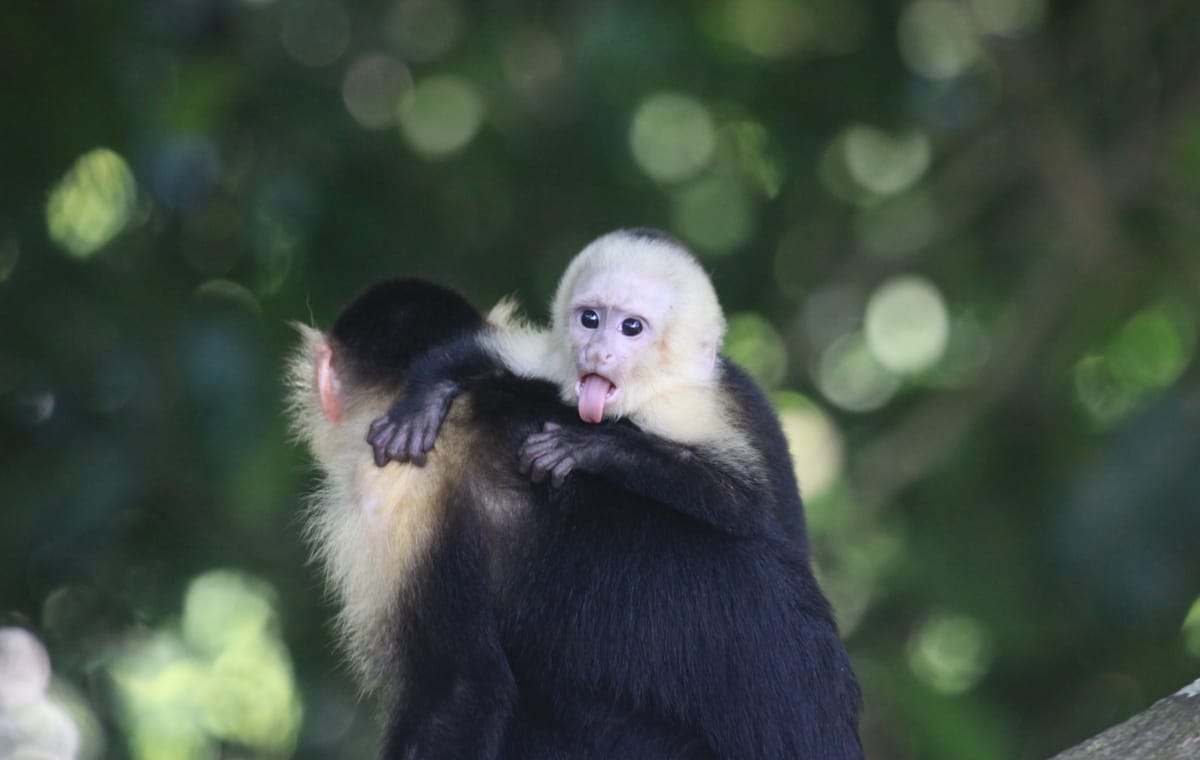 Mangrove Monkey Tour in Manuel Antonio with pick up included