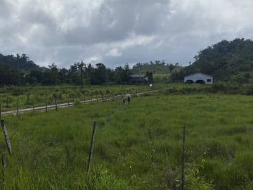 Mennonite community in Stann Creek District