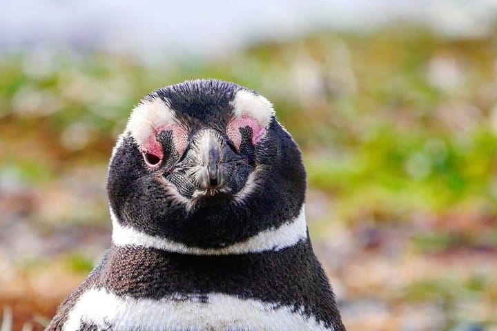 4-Day Atacama Desert Experience with Hotel, Tours & Meals