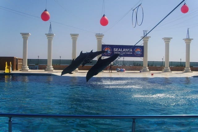 Alanya: Dolphin Show photo 5