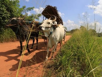 Village Trekking Tour Sigiriya