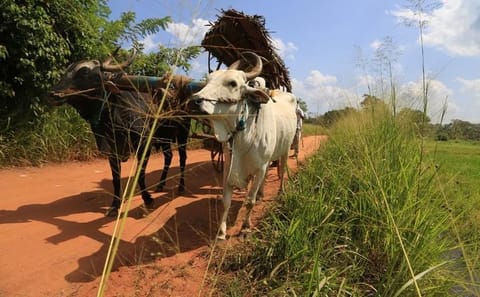 Village Trekking Tour Sigiriya