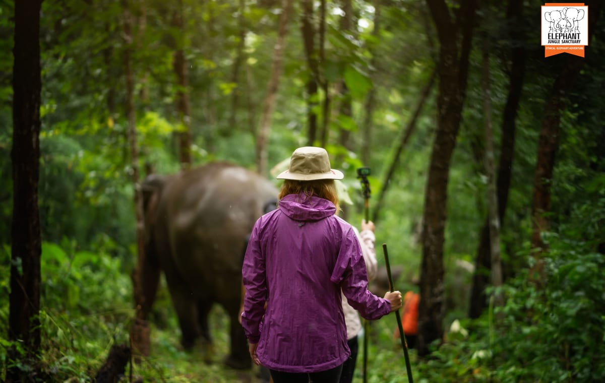 Chiang Mai: Walk With Elephants Experience