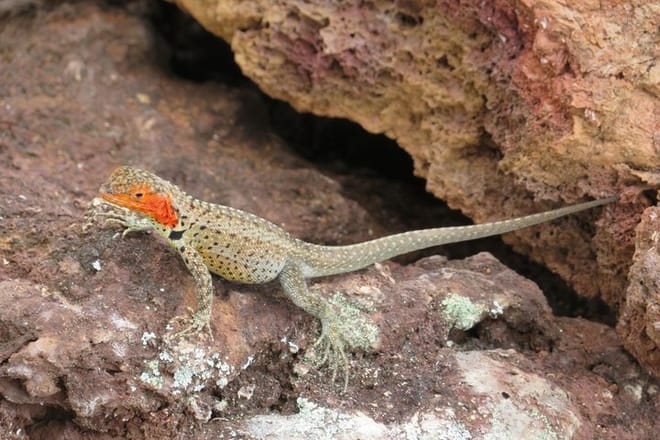Galapagos fauna