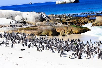 Half day table mountain and penguins group tour