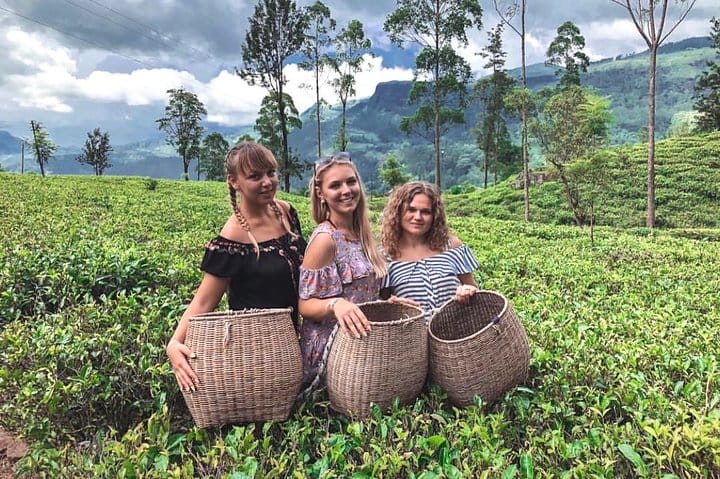 Tea Plucking & Tea Factory Tour