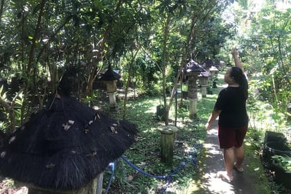 Stingless Bee Honey Farm and Beekeeping Tour