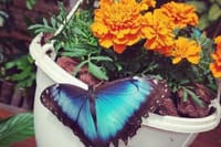  Dubai Butterfly Garden  5