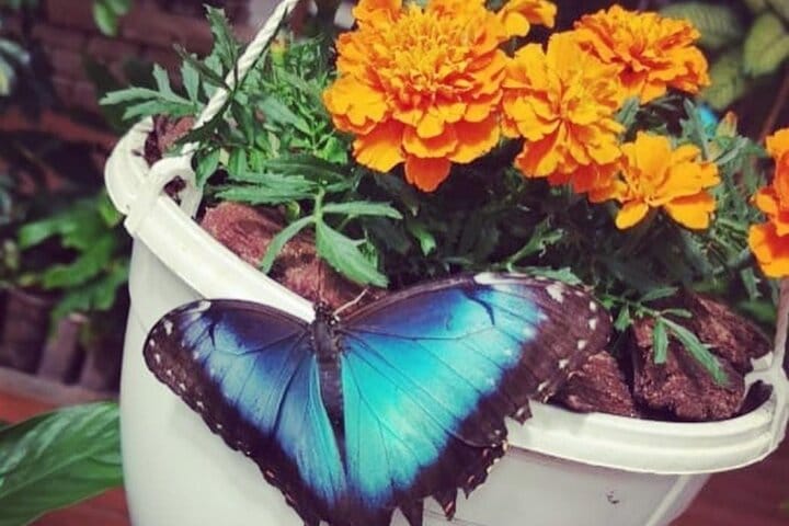  Dubai Butterfly Garden  5