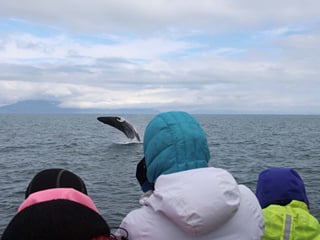 Reykjavik City Walk and Whales, photo 10