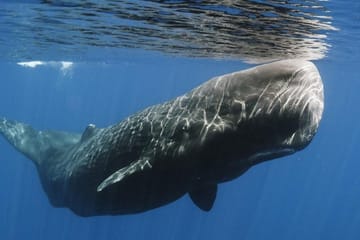 Whale and Dolphin Watching Tour in Mirissa, Sri Lanka