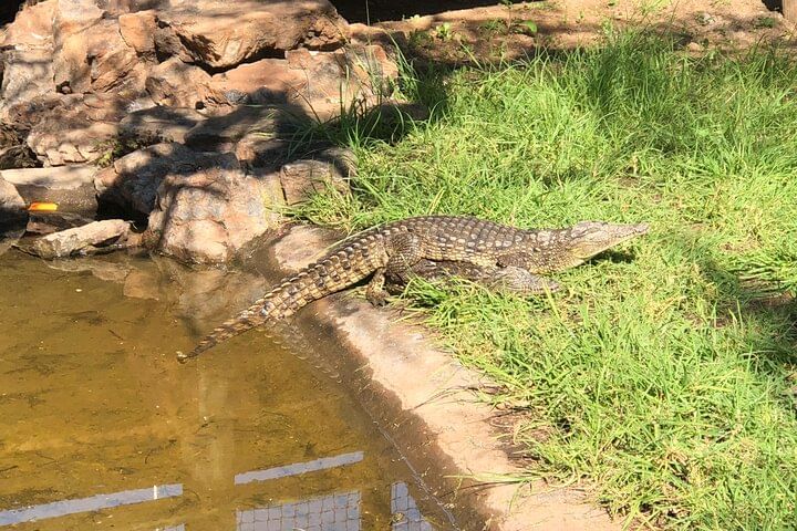 Crocodile next to 5 dome shopping centre