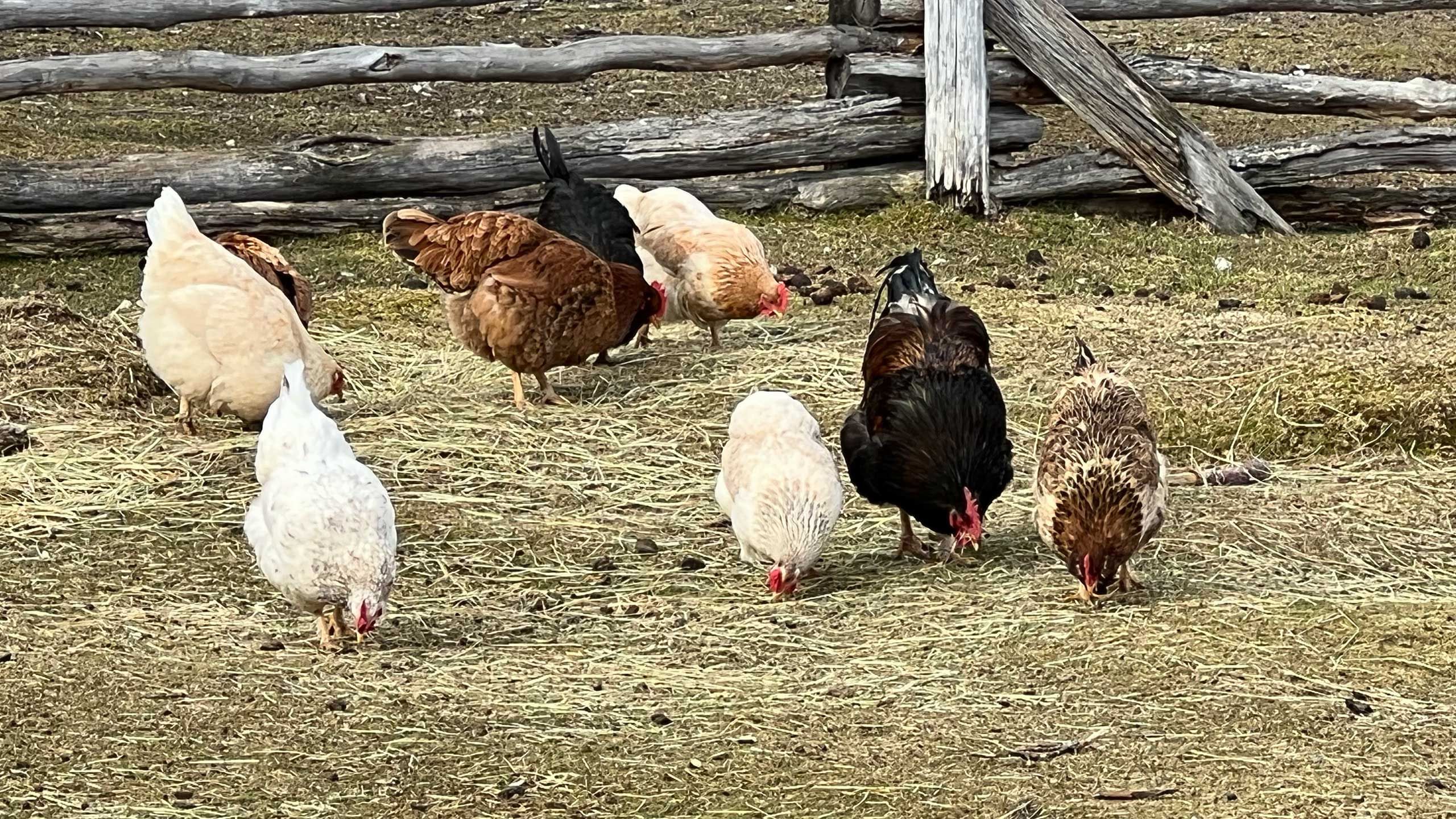 Corderos y gallinas - Lago Christie, Ruta Mayer, Villa O'Higgins
