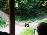 Evening at BEAR HIDE, in the wild 7