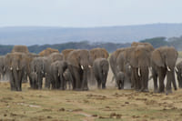 5Days Affordable Wildlife Safari in Kenya 10