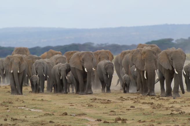 5Days Affordable Wildlife Safari in Kenya 10