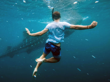 Mafia Island Whale Shark Snorkeling Tour