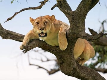 5-Day Safari and ATV Adventure in Arusha, Tanzania