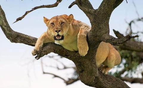 5-Day Safari and ATV Adventure in Arusha, Tanzania