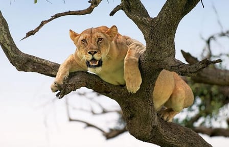 5-Day Safari and ATV Adventure in Arusha, Tanzania