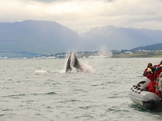 Akureyri Express Whales & Eyjafjord, photo 15