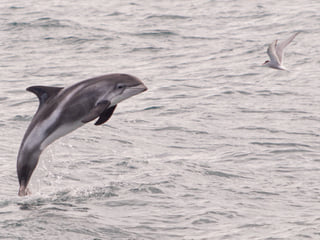 Classic Whale Watching from Dalvík, photo 14
