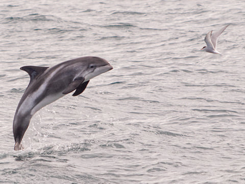 Classic Whale Watching from Dalvík, photo 14