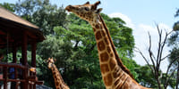 Giraffe Center Half-Day Trip from Nairobi 4