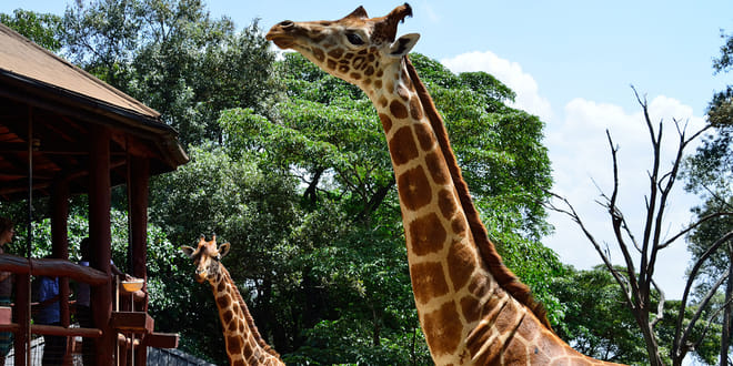 Giraffe Center Half-Day Trip from Nairobi photo 4