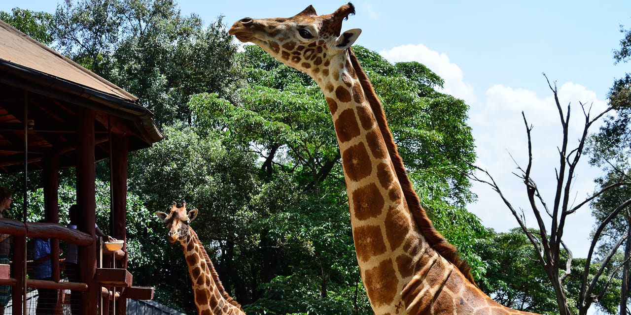 Giraffe Center Half-Day Trip from Nairobi 4