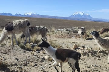Chacaltaya Mountain and Valley of the Moon Tour in La Paz