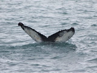 A humpback whale shows its beautiful fluke before diving into Faxaflói Bay during a whale watching tour departing from Reykjavík Harbour.