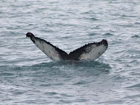 A humpback whale shows its beautiful fluke before diving into Faxaflói Bay during a whale watching tour departing from Reykjavík Harbour.