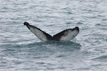 Whale Watching Tour and Whales of Iceland Exhibition in Reykjavik