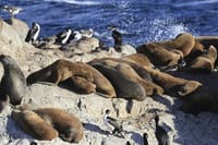 See fur seals, sea lions and king cormorants