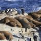 See fur seals, sea lions and king cormorants
