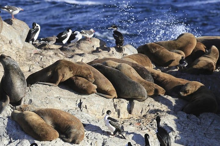See fur seals, sea lions and king cormorants