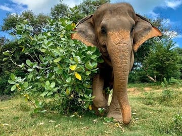 Half-Day Wildlife Reserve Elephant Sanctuary in Samui