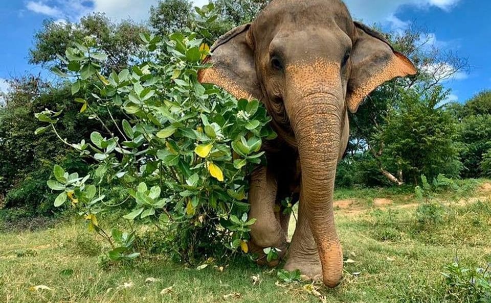 Koh Samui: Half-Day Etihcal Elephant Observation Tour