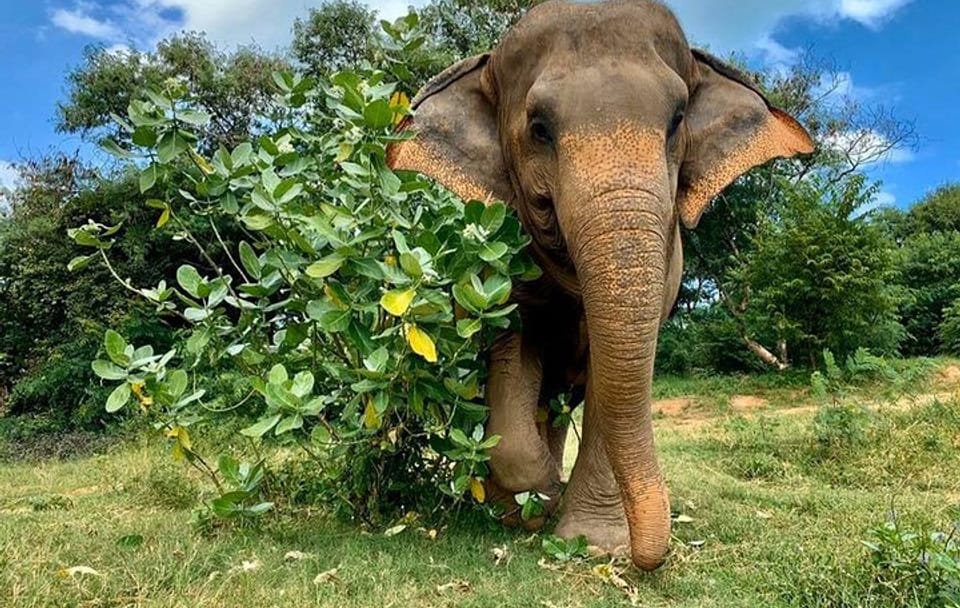 Pattaya’s Ethical Choice: Elephant Sanctuary Visit