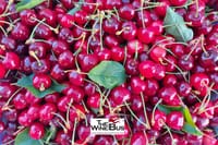 Freshly picked organic cherries