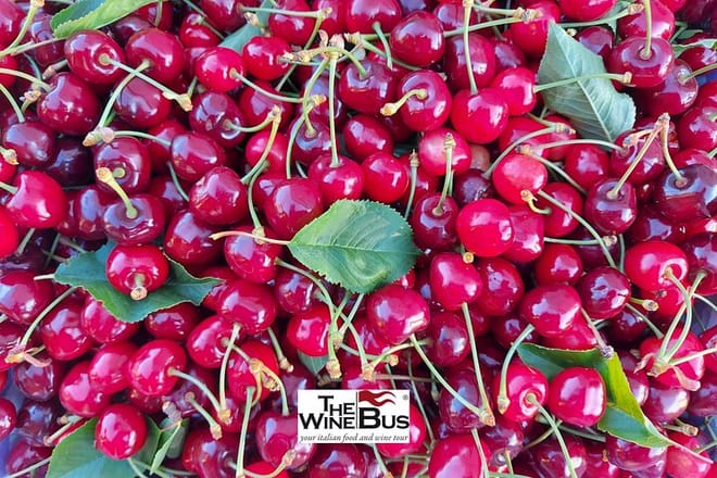 Freshly picked organic cherries