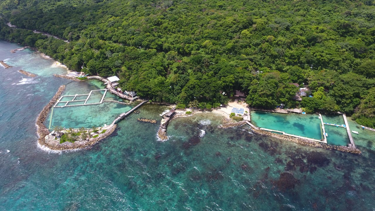 Dolphin Encounter in Dolphin Cove Ocho Rios  4