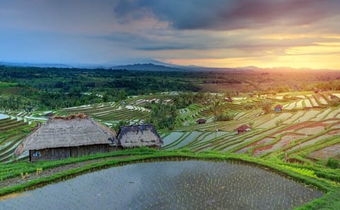Explore Hidden Waterfall and UNESCO Rice Terraces in Bali