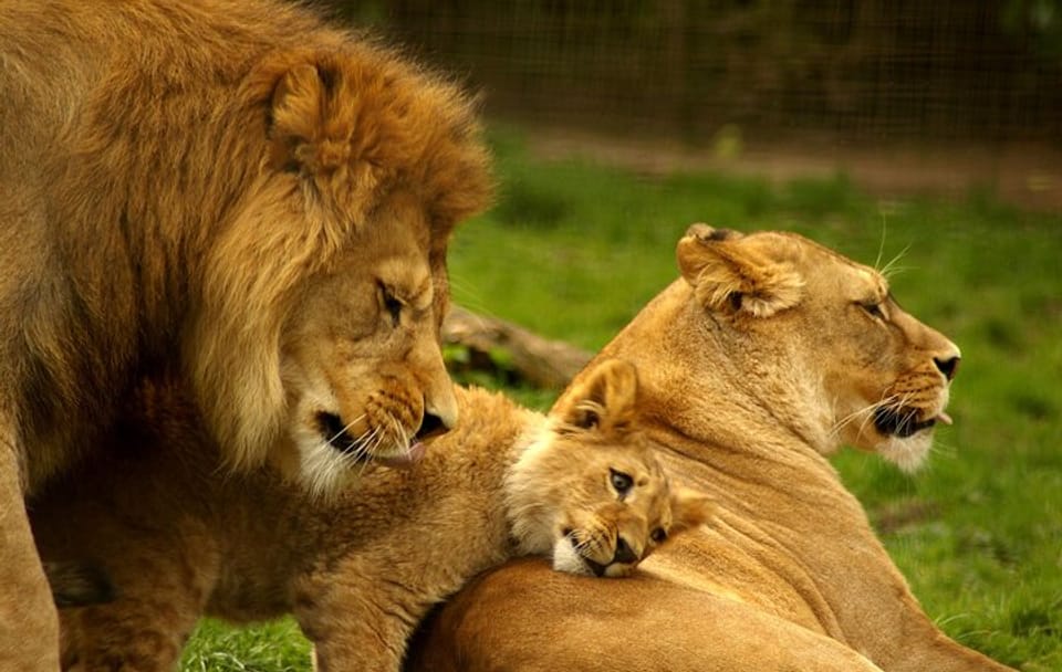 Half-Day Nairobi National Park Game Drive Guided Tour With Pick Up