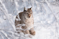 Day tour to Ranua Wildlife Park - Visit the Arctic Animals! 5