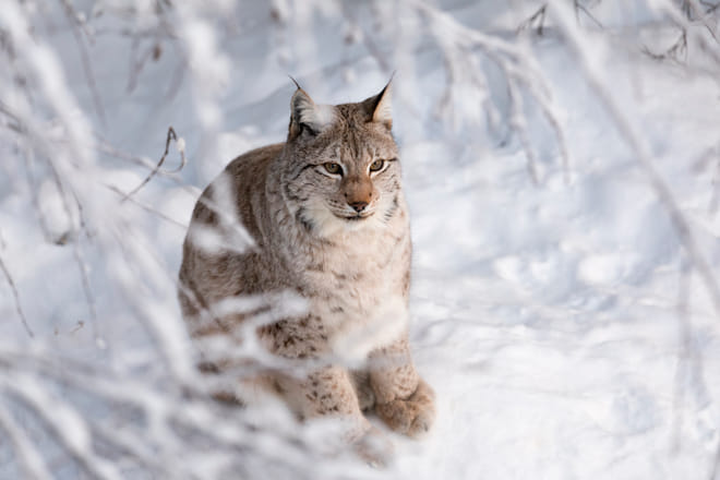 Day tour to Ranua Wildlife Park - Visit the Arctic Animals! photo 5