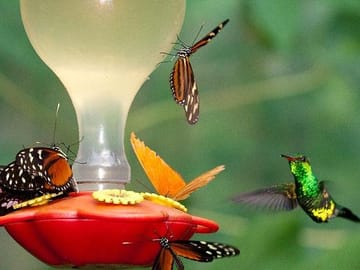 Learn about the butterfly