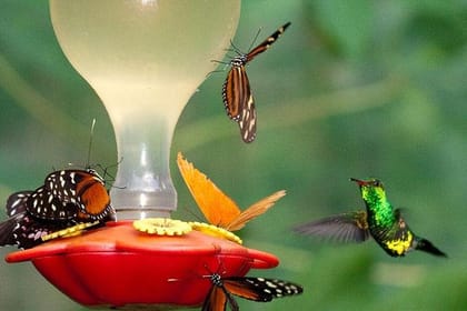 Mayan Eden Eco Park, Chocolate Factory & Transfer