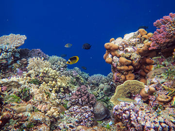 Coral reef dive site at Mafia Island